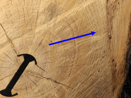 Growth Ring Variation