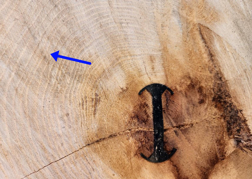 Growth Rings Example Image