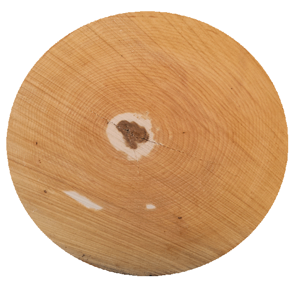 Close-up of a tree stump showing annual growth rings and a central knot.
